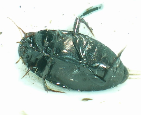 Ilybius da ID; no, Agabus bipustulatus